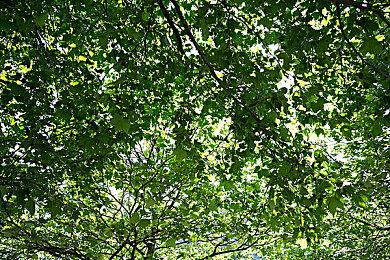 《艾尔登法环：黄金树幽影》新增10+BOSS 100多种